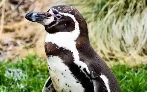 penguin Theme from Chrome web store to be run with OffiDocs Chromium online penguin Theme from Chrome web store to be run with OffiDocs Chromium online