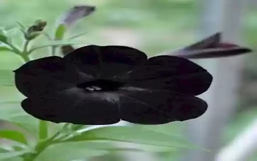Petunia Black Velvet wallpaper from Chrome web store to be run with OffiDocs Chromium online Petunia Black Velvet wallpaper from Chrome web store to be run with OffiDocs Chromium online