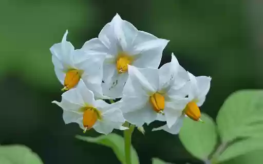 Potato flower from Chrome web store to be run with OffiDocs Chromium online Potato flower from Chrome web store to be run with OffiDocs Chromium online