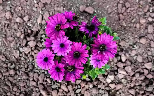 Purple Flower Cluster from Chrome web store to be run with OffiDocs Chromium online Purple Flower Cluster from Chrome web store to be run with OffiDocs Chromium online
