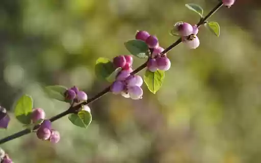 Purple fruit branches from Chrome web store to be run with OffiDocs Chromium online Purple fruit branches from Chrome web store to be run with OffiDocs Chromium online