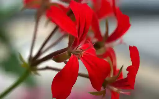 Red petals from Chrome web store to be run with OffiDocs Chromium online Red petals from Chrome web store to be run with OffiDocs Chromium online