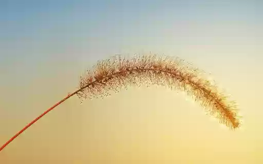 Reed flower from Chrome web store to be run with OffiDocs Chromium online Reed flower from Chrome web store to be run with OffiDocs Chromium online