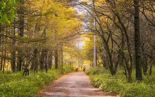 Road and trees from Chrome web store to be run with OffiDocs Chromium online Road and trees from Chrome web store to be run with OffiDocs Chromium online