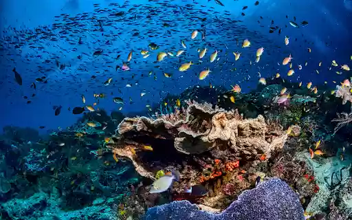 School of Fish in Water from Chrome web store to be run with OffiDocs Chromium online School of Fish in Water from Chrome web store to be run with OffiDocs Chromium online