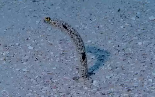 Sea Eel from Chrome web store to be run with OffiDocs Chromium online Sea Eel from Chrome web store to be run with OffiDocs Chromium online