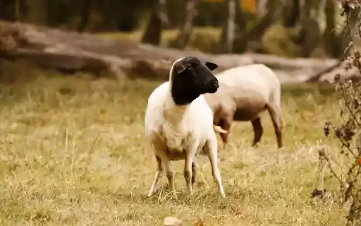 Sheep trimmed their feathers from Chrome web store to be run with OffiDocs Chromium online Sheep trimmed their feathers from Chrome web store to be run with OffiDocs Chromium online