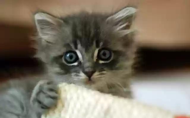 Simple clock from Chrome web store to be run with OffiDocs Chromium online Simple clock from Chrome web store to be run with OffiDocs Chromium online