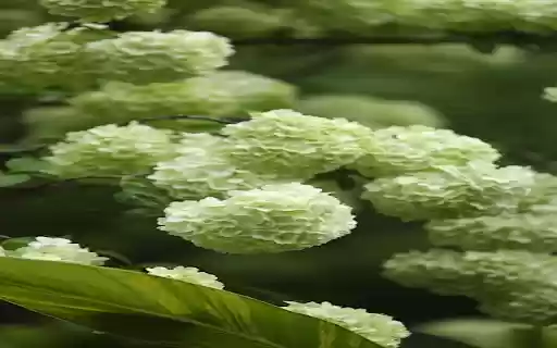 Snow Hydrangea Wallpaper from Chrome web store to be run with OffiDocs Chromium online Snow Hydrangea Wallpaper from Chrome web store to be run with OffiDocs Chromium online