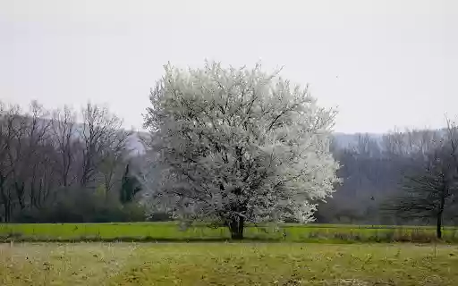Snow white flower tree from Chrome web store to be run with OffiDocs Chromium online Snow white flower tree from Chrome web store to be run with OffiDocs Chromium online