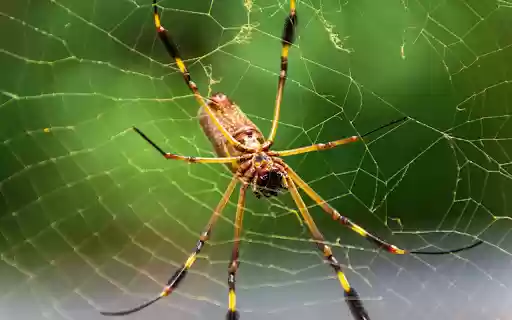 Spider and its legs from Chrome web store to be run with OffiDocs Chromium online Spider and its legs from Chrome web store to be run with OffiDocs Chromium online