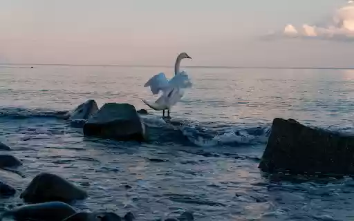 Swan Flapping Its Wings from Chrome web store to be run with OffiDocs Chromium online Swan Flapping Its Wings from Chrome web store to be run with OffiDocs Chromium online
