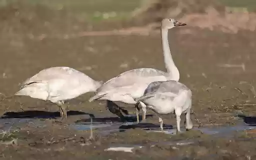 Swans looking for food from Chrome web store to be run with OffiDocs Chromium online Swans looking for food from Chrome web store to be run with OffiDocs Chromium online
