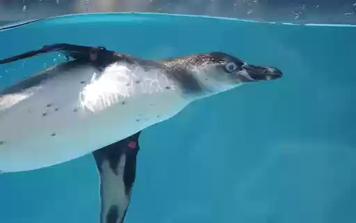 Swimming Penguin from Chrome web store to be run with OffiDocs Chromium online Swimming Penguin from Chrome web store to be run with OffiDocs Chromium online