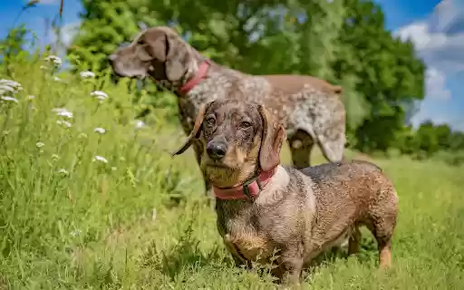 Tall dog, short dog from Chrome web store to be run with OffiDocs Chromium online Tall dog, short dog from Chrome web store to be run with OffiDocs Chromium online