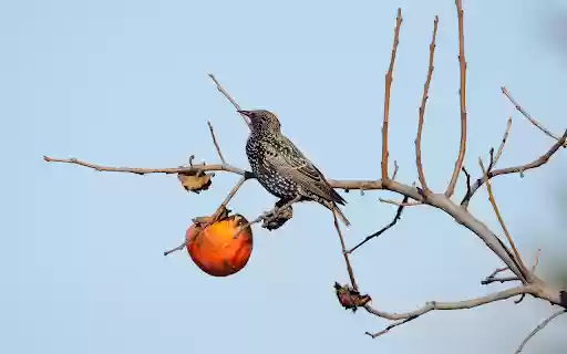 The bird eats a persimmon from Chrome web store to be run with OffiDocs Chromium online The bird eats a persimmon from Chrome web store to be run with OffiDocs Chromium online