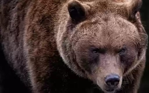 The brown bear grizzly from Chrome web store to be run with OffiDocs Chromium online The brown bear grizzly from Chrome web store to be run with OffiDocs Chromium online