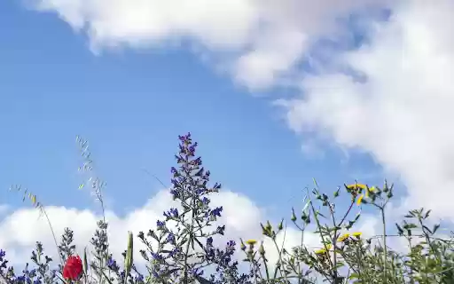 The color of the sky in spring from Chrome web store to be run with OffiDocs Chromium online The color of the sky in spring from Chrome web store to be run with OffiDocs Chromium online