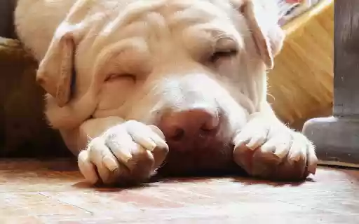 The dog slept soundly from Chrome web store to be run with OffiDocs Chromium online The dog slept soundly from Chrome web store to be run with OffiDocs Chromium online