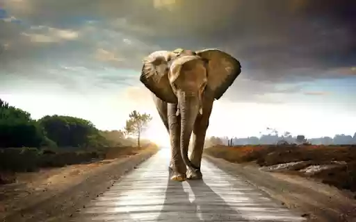 The Majestic Elephant: A Gentle Giant of the Wild from Chrome web store to be run with OffiDocs Chromium online The Majestic Elephant: A Gentle Giant of the Wild from Chrome web store to be run with OffiDocs Chromium online