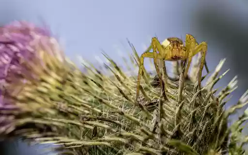 The spider and the thorn flower from Chrome web store to be run with OffiDocs Chromium online The spider and the thorn flower from Chrome web store to be run with OffiDocs Chromium online