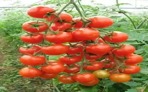 tomato wallpaper from Chrome web store to be run with OffiDocs Chromium online tomato wallpaper from Chrome web store to be run with OffiDocs Chromium online