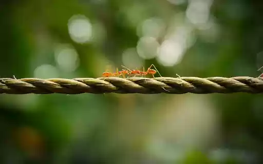 Two Golden Ants from Chrome web store to be run with OffiDocs Chromium online Two Golden Ants from Chrome web store to be run with OffiDocs Chromium online