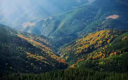 Yellow flowers on the mountain from Chrome web store to be run with OffiDocs Chromium online Yellow flowers on the mountain from Chrome web store to be run with OffiDocs Chromium online